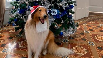 Imagen de un tuit de