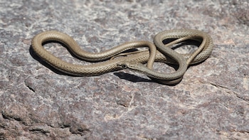 Observan una serpiente rara por primera vez en 150 años: la especie no había sido registrada en la región desde 1872