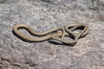 Serpiente de arena afroasiática. (Broobas/Wikimedia Commons)