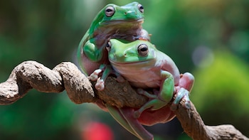 El cambio climático adelantaría la
