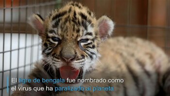 Pequeño y fiero como el