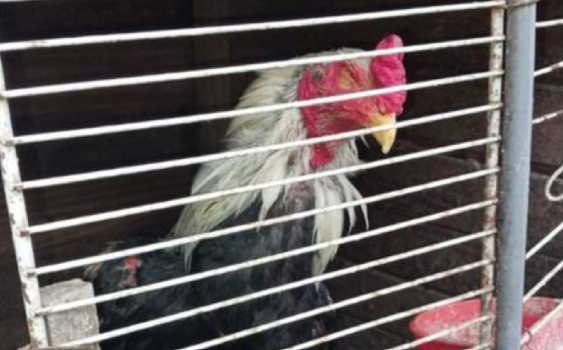 En Corrientes rescataron 30 aves de corral con evidentes signos de maltrato animal (El Litoral)