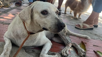 Perrita fue agredida con un palo y un machete en Barranquilla: buscan identificar al responsable