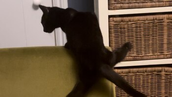 La felina utiliza la mitad