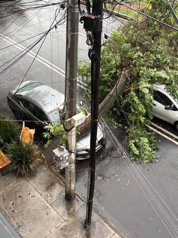Un árbol aplastó un auto