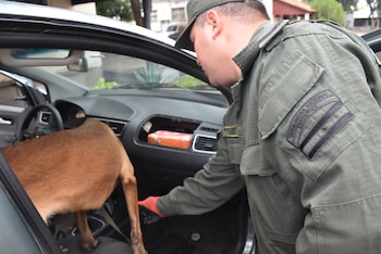 Un hombre con uniforme de Gendarmería Nacional Argentina y un perro marrón inspeccionan el interior de un automóvil gris, revelando un paquete naranja en el tablero