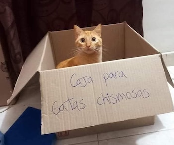 Hasta los chismosos son castigados.