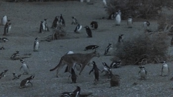 Pumas vs. pingüinos: una batalla