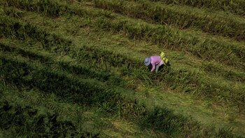 Crisis en la producción de