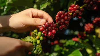 Mano de persona tocando racimos de uvas Zante currant rojas y verdes en una planta con hojas verdes