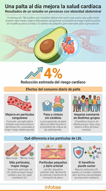 Infografía: media palta, corazón, arteria con partículas LDL, 4% de reducción de riesgo, iconos de peso, personas, alimentos y textos sobre estudio.
