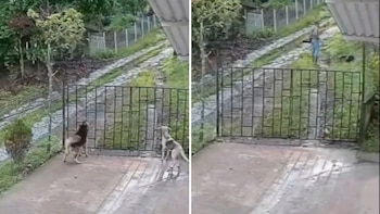 Fiscalía analiza grabación de hombre que disparó contra un perro en San Benito - crédito @PlataformaALTO/X