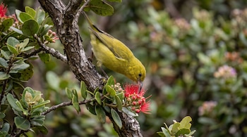 Un ave pequeña de plumaje amarillo y pico curvo sobre una rama con hojas verdes, inclinada hacia un grupo de flores rojas.