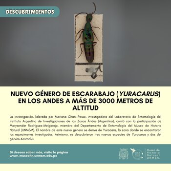 Estos escarabajos presentan una morfología