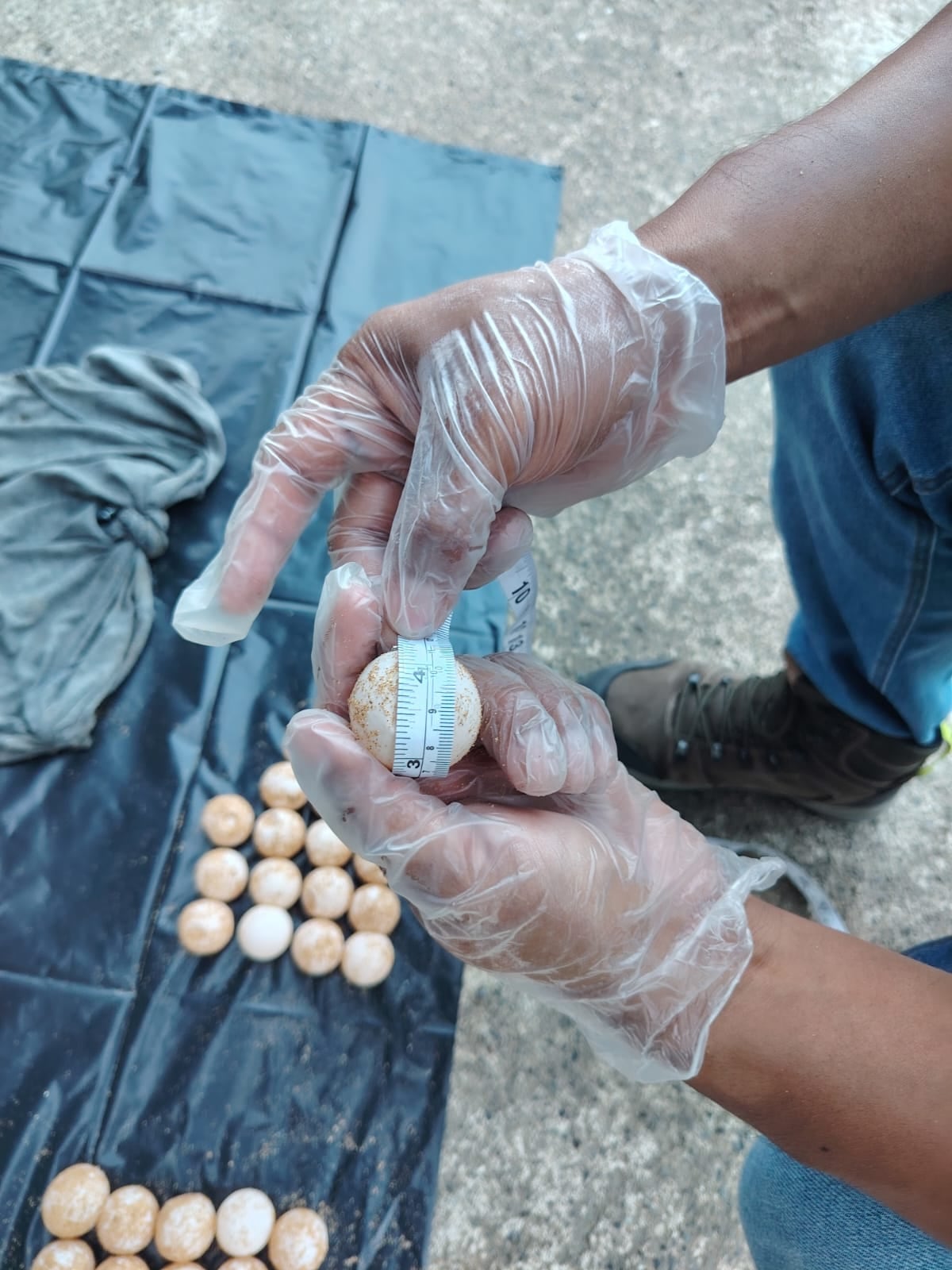 Los 119 huevos de tortuga carey decomisados en Bocas del Toro fueron reubicados en Playa Bluff para favorecer su incubación bajo condiciones naturales. Tomada de MiAmbiente