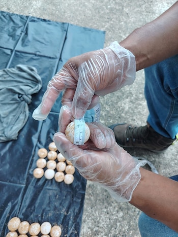 Los 119 huevos de tortuga carey decomisados en Bocas del Toro fueron reubicados en Playa Bluff para favorecer su incubación bajo condiciones naturales. Tomada de MiAmbiente
