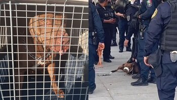 El perrito "detenido" tras morder