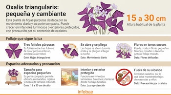 Infografía con datos sobre la Oxalis triangularis, ilustraciones de sus hojas púrpuras, flores pequeñas e iconos explicativos de cuidados.