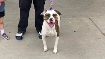 El canino una vez que