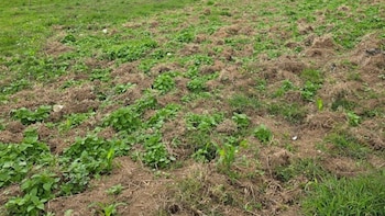 República Dominicana: Localizan plantación ilegal de marihuana y detienen a dos haitianos en operativo