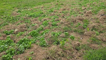Autoridades capturaron dos haitianos y desmanteló una plantación ilegal de 45 plantas de marihuana en Los Limoncillos, San José de Ocoa. (Cortesía: Dirección Nacional de Control de Drogas)