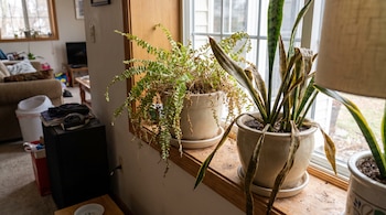 Tres macetas con plantas de hojas verdes y marrones sobre un alféizar de madera, con una ventana de fondo y el interior de una casa.