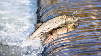 La contaminación por cocaína altera el comportamiento de los salmones salvajes: nadan hasta 12 kilómetros más
