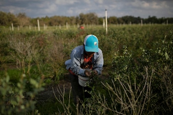 Florida concentra una producción intensiva que exige mano de obra en condiciones climáticas exigentes y con contacto frecuente con insumos químicos (REUTERS/Marco Bello/File Photo)