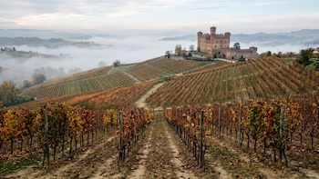 Pagaron USD 430.000 por un vino italiano que llegará al mercado en 2029: qué hay detrás de la subasta récord