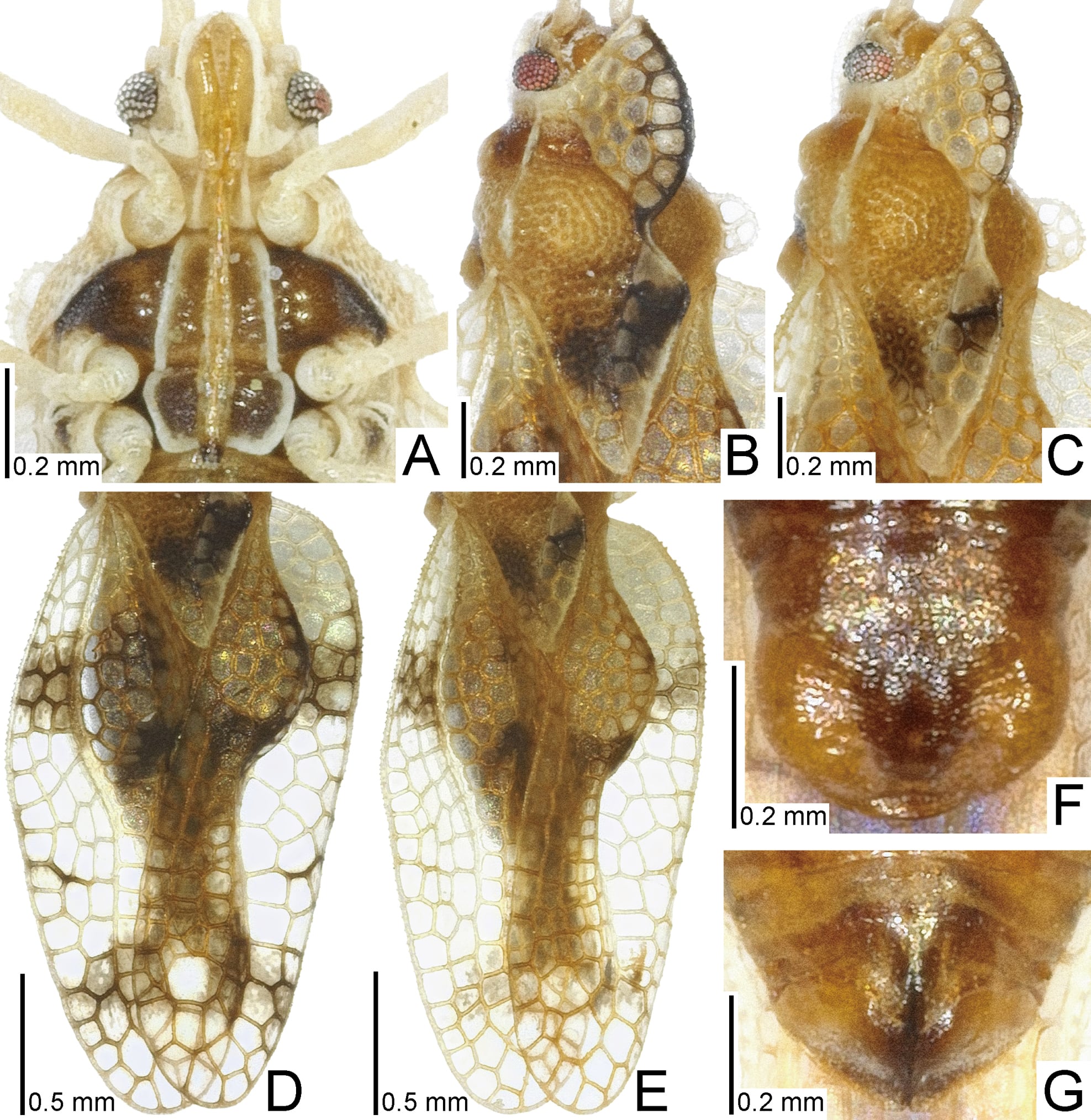 La especie Omoplax sandoru adoptó su denominación a partir del nombre local asignado a su planta hospedante (Gentileza, estudio: Los datos de SNP de todo el genoma revelan relaciones filogenéticas y nuevas especies de chinches de encaje (Hemiptera , Heteroptera , Tingidae) endémicas de las islas oceánicas japonesas (las islas Ogasawara), lo que proporciona información sobre su especiación, publicado en ZooKeys)