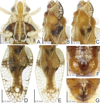 Composición de siete micrografías con letras de la A a la G que exponen la cabeza, el cuerpo y las alas transparentes de un insecto con escalas