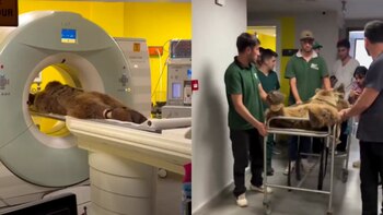 Okan en el hospital. (Montaje Infobae)