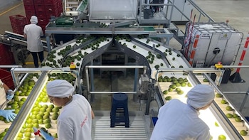 Exportaciones en Colombia de aguacate