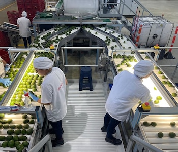 El aguacate hass es la