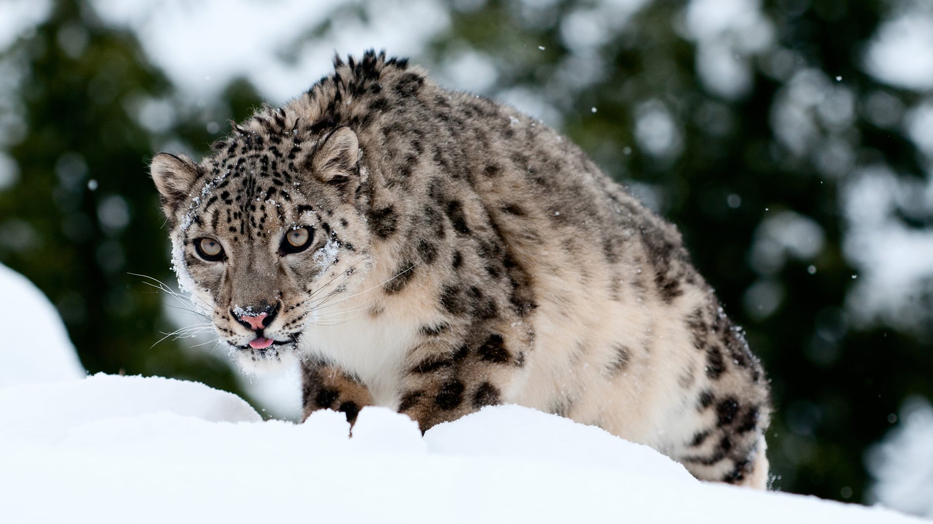 El leopardo de las nieves mantiene una dieta basada en más del 85% de fauna silvestre, especialmente oveja azul y ciervo almizclero (Shutterstock)