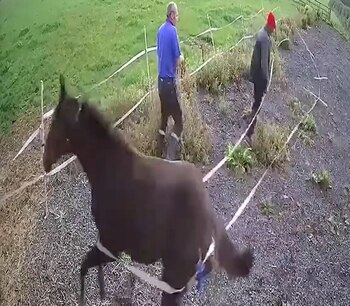 16/02/2021 Un potro a la