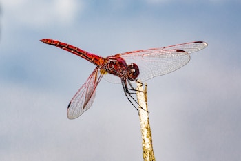 Libélulas escarlata