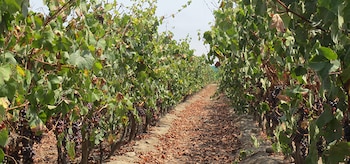 Bodegas y viñedos en Chincha.