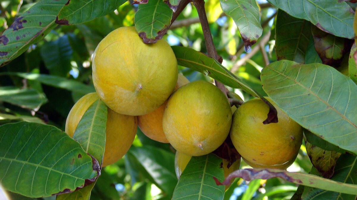 La Resolución 22/2025 introduce un enfoque más flexible y eficiente en la producción de frutas. Los productores ahora tendrán la posibilidad de elegir el momento ideal de cosecha según la madurez y sanidad de los cultivos (Uni Rao)