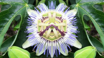 La pasionaria o Passiflora es