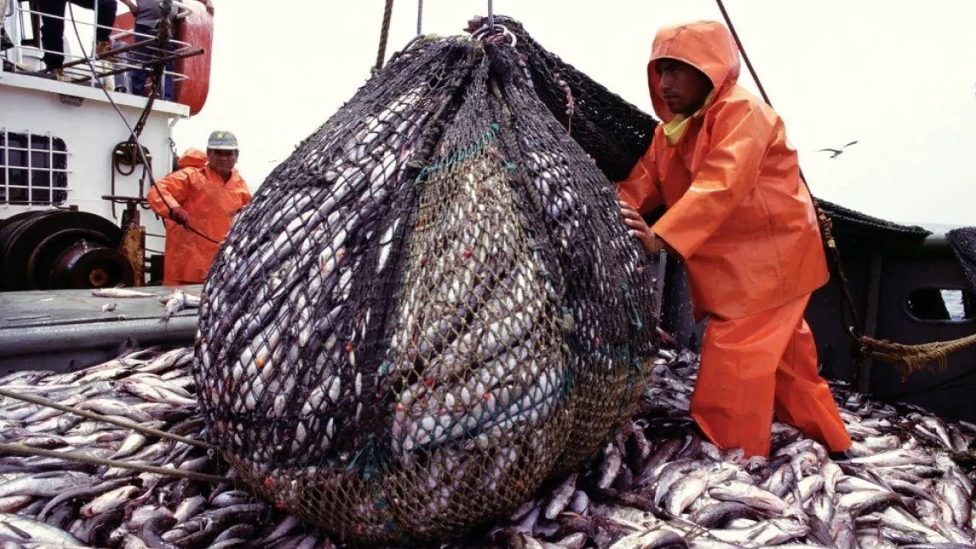 Alrededor de 1989, comenzó la captura de merluza negra con palangres profundos (Foto: archivo DEF)