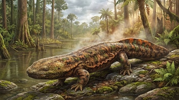 Tras más de dos décadas en el olvido, identifican en Japón una salamandra gigante de 3,5 millones de años