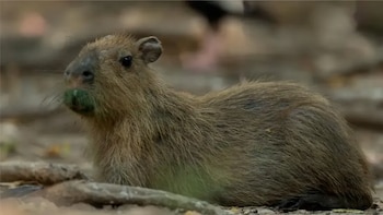 Piscilago integra programas de conservación