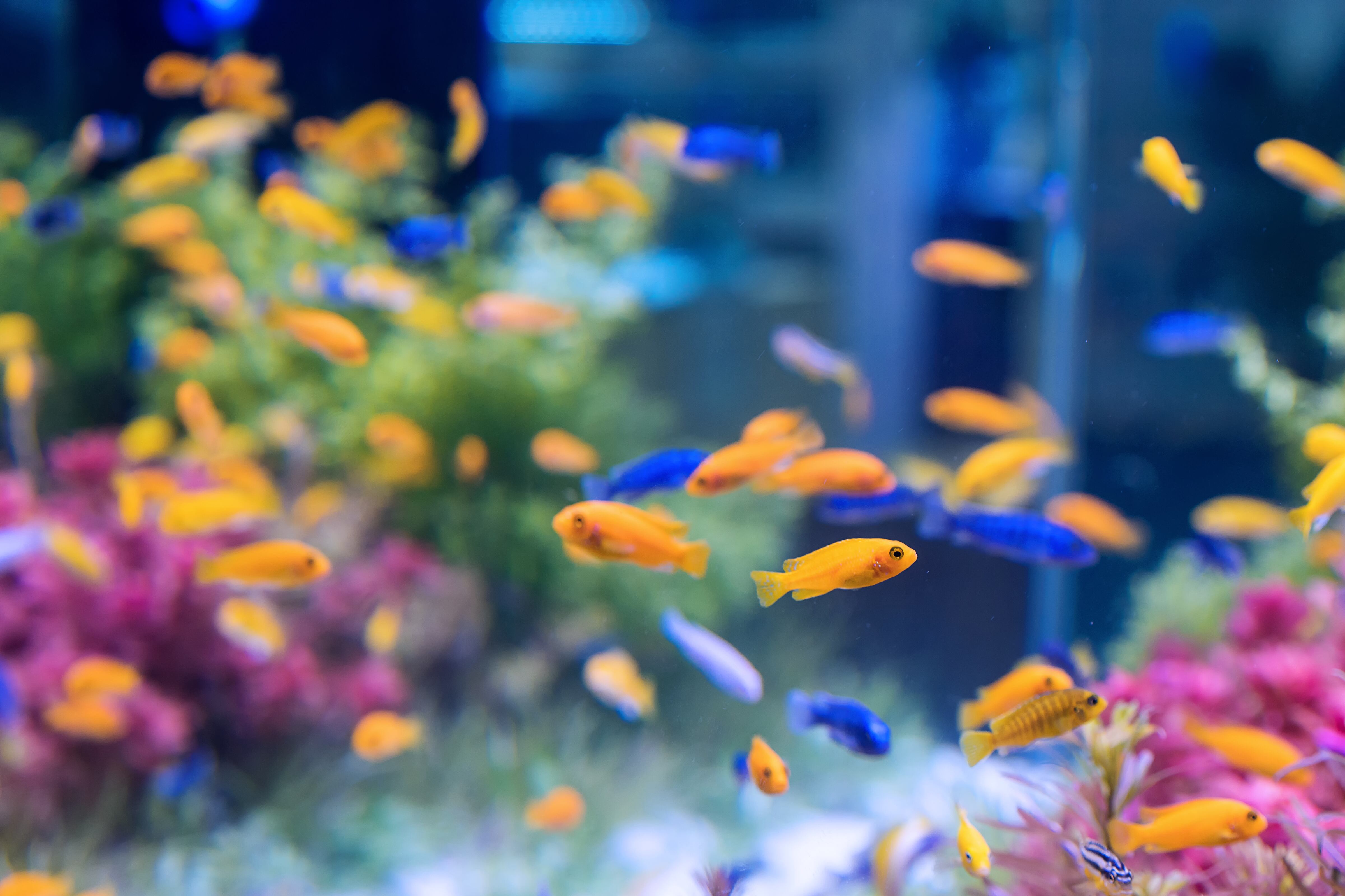 Peces en una tienda de mascotas (Freepik)