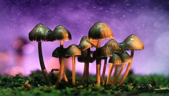 Imagen H6DWMHGTTNHDBKTT2OQ6QUNEDM