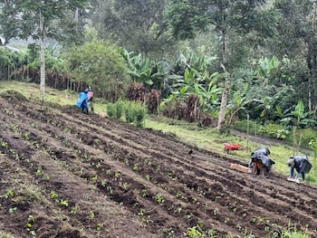 Las lluvias recientes elevaron la humedad del suelo por encima del 75% en 193 municipios del centro y sur de Guatemala.