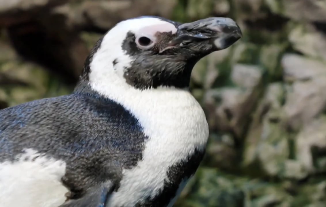 El recinto geriátrico del acuario contribuye a la concientización sobre la conservación del pingüino africano, especie en peligro crítico de extinción (YouTube: NBC News)
