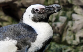 Primer plano de la cabeza y parte superior del cuerpo de un pingüino con plumaje blanco y negro, ojo oscuro y pico puntiagudo. El fondo está desenfocado