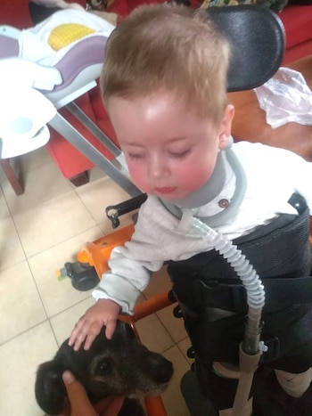 Cognitivamente Lolo tiene el desarrollo