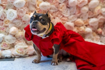 Saya le hizo honor a